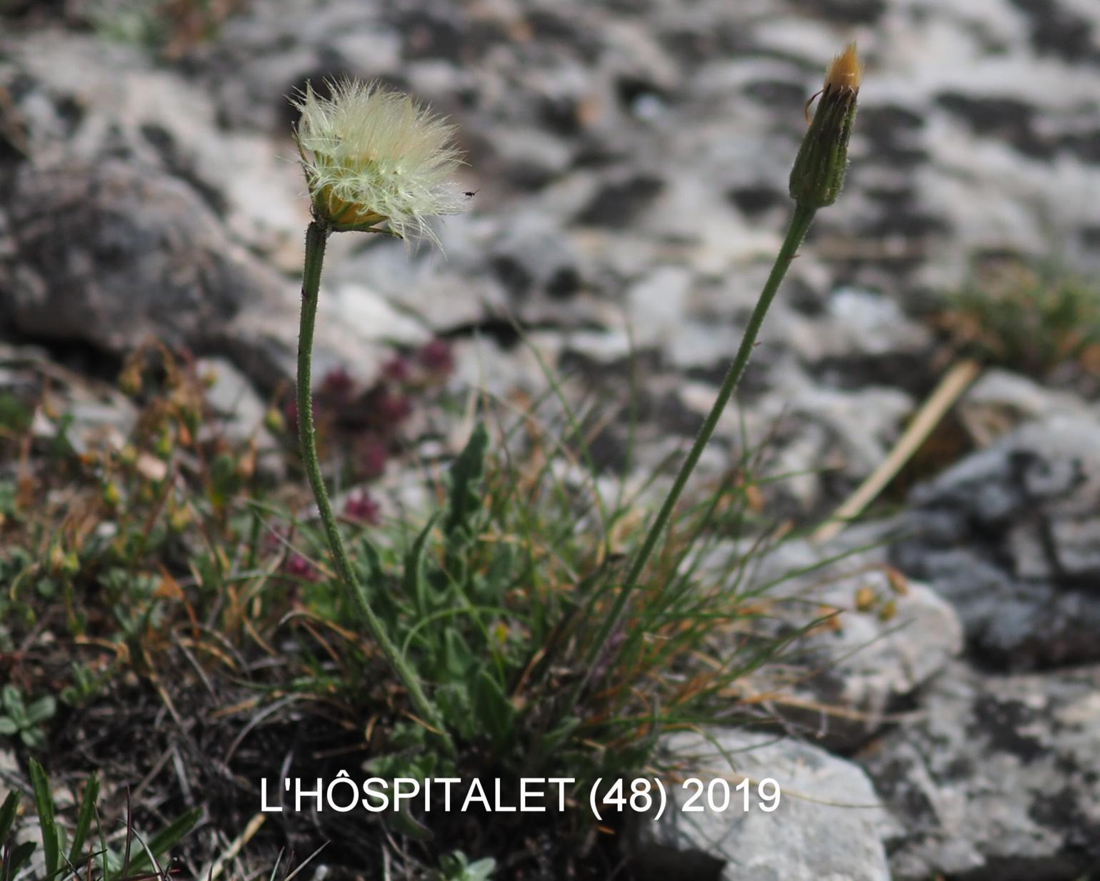 Hawkbit, Hairy